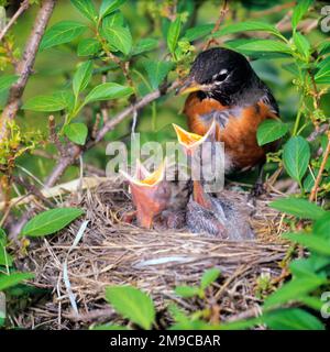 1990S ROBIN NUTRIRE GLI UCCELLI DEL BAMBINO NEL NIDO - KB12434 RSS001 HARS CRESCITA PIUME NIDO STAGIONE STAGIONALE PRIMAVERA ALATA BIPEDALE UOVO-STENDENDO VECCHIO STILE ROBIN SONGBIRD Foto Stock