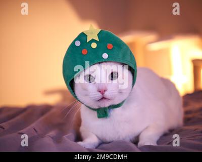 Mitzie il Flamepoint Siamese in costume albero di Natale Foto Stock