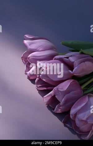 bellissimi tulipani viola su sfondo viola con spazio copia Foto Stock
