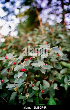 Wild Red Berry pianta in estate sera Foto Stock