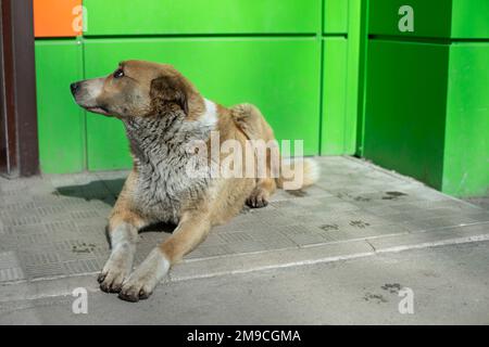 Cane randagio vicino al negozio. Il cane è sdraiato sull'asfalto. Foto Stock