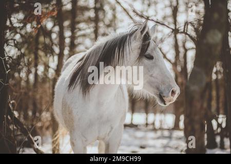 Cavallo bianco nei boschi invernali Foto Stock