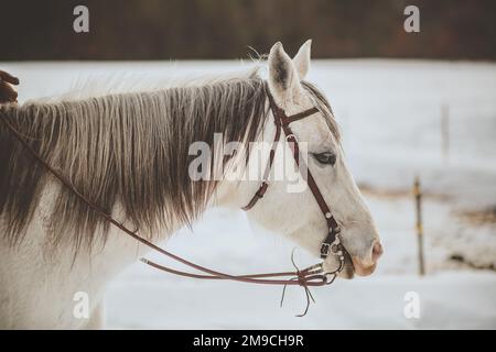 profilo ritratto di cavallo bianco in inverno Foto Stock