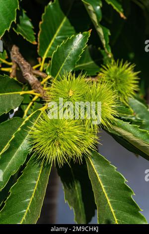 Rami di castagno commestibile dolce con cupole verdi Foto Stock