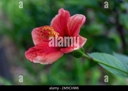 Delicato fiore di ibisco rosso-rosa su un cespuglio Foto Stock