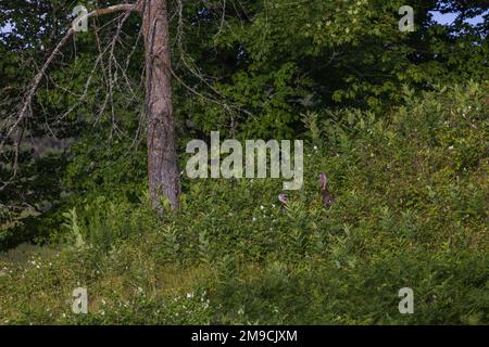 Tom tacchini in Wisconsin settentrionale. Foto Stock