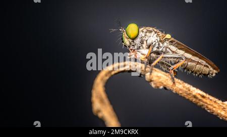 Primo piano un rabber volare su ramo e sfondo scuro, sfondo natura, Big Eye insetto, Thailandia. Foto Stock