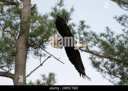 Aquila calva americana in volo dopo aver lasciato un albero Foto Stock