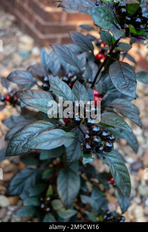 Black Pearl Pepper pianta Foto Stock
