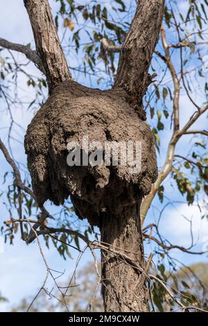 Nido di termite arborea nell'albero Brisbane, Australia Foto Stock