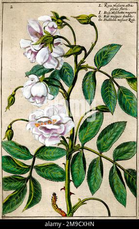 17th ° secolo Fiori illustrazione Rosa Moscata - Rosa Musk Foto Stock