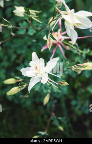 European Columbine, Aquilegia vulgaris, fiori bianchi in giardino primaverile Foto Stock