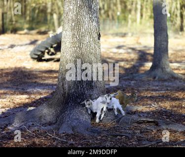 Diverse piccole capre che giocano insieme in una casa Foto Stock