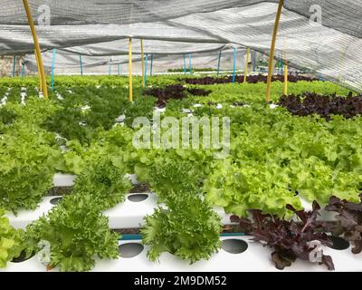 Agricoltura biologica idroponica in Thailandia Foto Stock