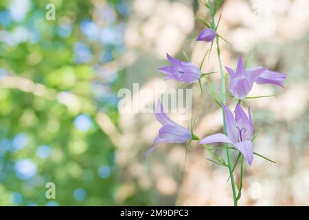 bellflower o campanula rampumculus fiori all'aperto in uno sfondo naturale Foto Stock