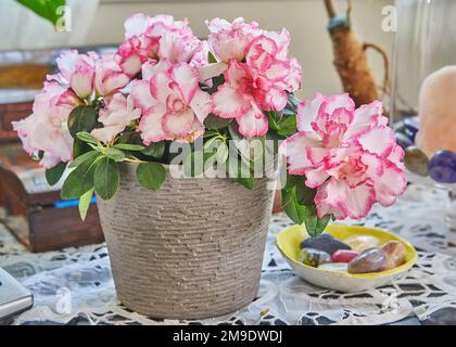 Azalea Rhododendron le azalee interne sono una bella pianta multicolore che fiorisce in inverno. Foto Stock