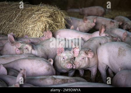 Kirchlinteln, Germania. 06th Jan, 2023. Un gruppo di suini nell'azienda di ingrasso di Jörn Ehlers è conservato su paglia. Gli attivisti per i diritti degli animali chiedono agli agricoltori, ai politici e alla società di ripensare l'allevamento degli animali - il vicepresidente dell'associazione degli agricoltori mette in guardia contro norme troppo rigide. (A dpa: "Gli allevatori possono conciliare redditività e benessere degli animali?”) Credit: Sina Schuldt/dpa/Alamy Live News Foto Stock