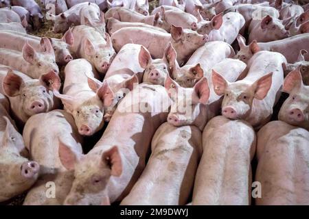 Kirchlinteln, Germania. 06th Jan, 2023. Un gruppo di suini nell'azienda di ingrasso di Jörn Ehlers è conservato su paglia. Gli attivisti per i diritti degli animali chiedono agli agricoltori, ai politici e alla società di ripensare l'allevamento degli animali - il vicepresidente dell'associazione degli agricoltori mette in guardia contro norme troppo rigide. (A dpa: "Gli allevatori possono conciliare redditività e benessere degli animali?”) Credit: Sina Schuldt/dpa/Alamy Live News Foto Stock