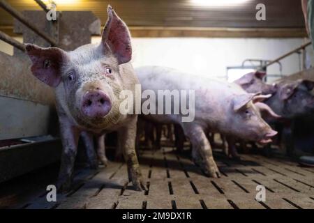 Kirchlinteln, Germania. 06th Jan, 2023. Suini nell'allevamento di ingrasso di Jörn Ehlers in un fienile con pavimento a doghe. Gli attivisti per i diritti degli animali chiedono agli agricoltori, ai politici e alla società di ripensare l'allevamento degli animali - il vicepresidente dell'associazione degli agricoltori mette in guardia contro norme troppo rigide. (A dpa: "Gli allevatori possono conciliare redditività e benessere degli animali?”) Credit: Sina Schuldt/dpa/Alamy Live News Foto Stock