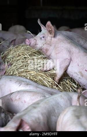 Kirchlinteln, Germania. 06th Jan, 2023. Un gruppo di suini nell'azienda di ingrasso di Jörn Ehlers è conservato su paglia. Gli attivisti per i diritti degli animali chiedono agli agricoltori, ai politici e alla società di ripensare l'allevamento degli animali - il vicepresidente dell'associazione degli agricoltori mette in guardia contro norme troppo rigide. (A dpa: "Gli allevatori possono conciliare redditività e benessere degli animali?”) Credit: Sina Schuldt/dpa/Alamy Live News Foto Stock