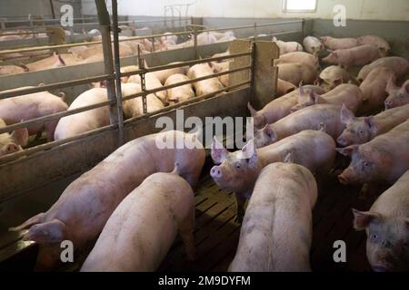 Kirchlinteln, Germania. 06th Jan, 2023. Suini nell'allevamento di ingrasso di Jörn Ehlers in un fienile con pavimento a doghe. Gli attivisti per i diritti degli animali chiedono agli agricoltori, ai politici e alla società di ripensare l'allevamento degli animali - il vicepresidente dell'associazione degli agricoltori mette in guardia contro norme troppo rigide. (A dpa: "Gli allevatori possono conciliare redditività e benessere degli animali?”) Credit: Sina Schuldt/dpa/Alamy Live News Foto Stock