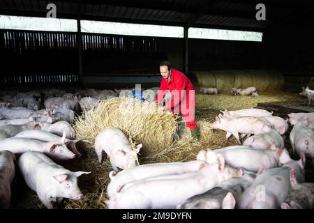 Kirchlinteln, Germania. 06th Jan, 2023. Jörn Ehlers, agricoltore e vicepresidente dell'Associazione degli agricoltori della bassa Sassonia, è in piedi in uno dei suoi pigsies. Gli attivisti per i diritti degli animali chiedono agli agricoltori, ai politici e alla società di ripensare l'allevamento degli animali - il vicepresidente dell'associazione degli agricoltori mette in guardia contro norme troppo rigide. (A dpa: "Gli allevatori possono conciliare redditività e benessere degli animali?”) Credit: Sina Schuldt/dpa/Alamy Live News Foto Stock