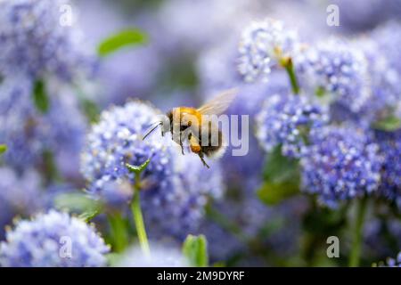 Primo piano di un'ape con fiori sullo sfondo Foto Stock