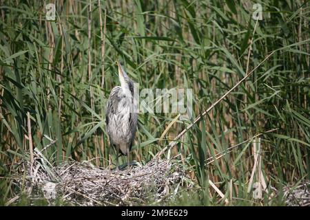 Airone grigio (Ardea cinerea) giovane uccello quasi a volo in nido di terra in canne osserva una libellula sopra di esso, Meclemburgo-Pomerania occidentale, Germania Foto Stock