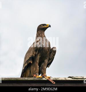 Aquila reale (Aquila chrysaetos) su un tetto, prigioniero, vista dal basso, Parco degli Uccelli, Adlerwarte Berlebeck, Detmold, Renania settentrionale-Vestfalia, Germania Foto Stock