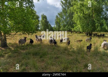 Heidschnucken pascolo di una riserva naturale, Schwerin, Meclemburgo-Pomerania occidentale, Germania Foto Stock