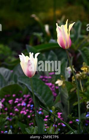 Tulipa Greigii fuoco bianco, Tulipano Greigii fuoco bianco, tulipani, tulipano Greigii, giallo limone con strette e morbide strisce rosso bacche, primavera in giardino, fiore, Foto Stock