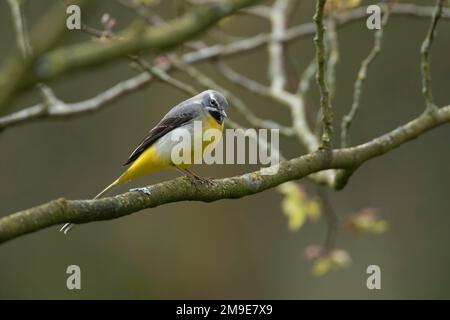 Vagone grigio (Motacilla cinerea) uccello maschio adulto su un ramo di albero, Derbyshire, Inghilterra, Regno Unito Foto Stock