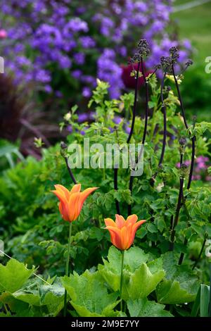tulipa ballerina, tulipani fioriti in giglio, tulipani arancioni, tulipano arancio, primavera in giardino, RM Floral Foto Stock