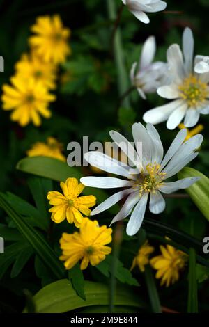 anemone blanda,anemone ranunculoides linda,anemone giallo e bianco,doppio,anemoni,fiori,fiore,legno,bosco,ombra,ombreggiata,pianta,mix Foto Stock