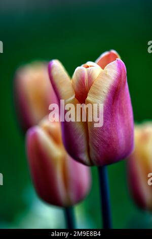 Tulipa Abu Hassan,Tulip Abu Hassan,fiori rossi profondi,ampi margini gialli dorati,tulipano a tre, tulipani trionfali, petali rossi di mogano con Foto Stock
