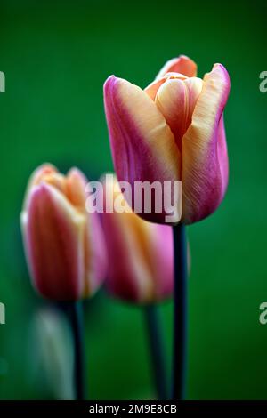 Tulipa Abu Hassan,Tulip Abu Hassan,fiori rossi profondi,ampi margini gialli dorati,tulipano a tre, tulipani trionfali, petali rossi di mogano con Foto Stock