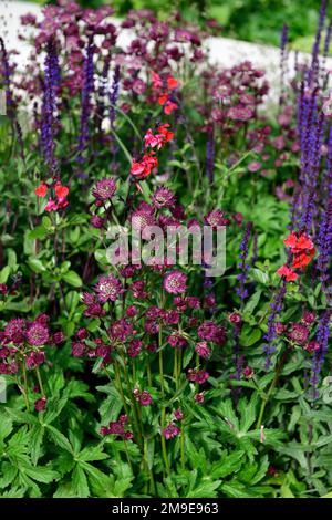 Astrantia Major Gill Richardson Group,salvia nemorosa caradonna,Astrantia Major Gill Richardson,Red Masterwort,Red flowers,flowering,florierou Foto Stock