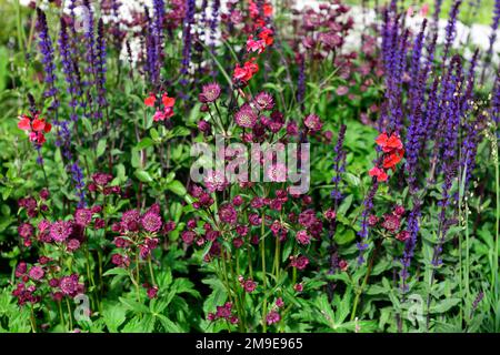 Astrantia Major Gill Richardson Group,salvia nemorosa caradonna,Astrantia Major Gill Richardson,Red Masterwort,Red flowers,flowering,florierou Foto Stock