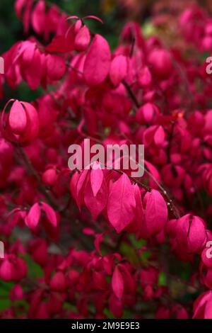 euonymus elatus compacta,foglie rosse ardenti,foglie autunnali,fogliame autunnale,colori autunnali,arbusti decidui,fogliame,foglie,rosso scarlatto,RM Foto Stock