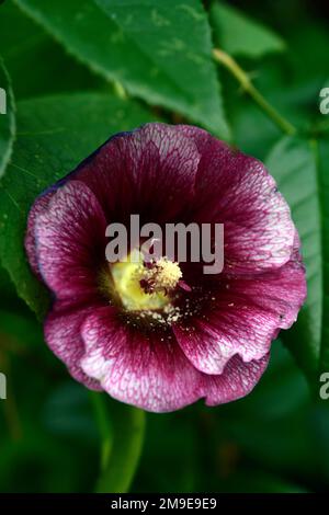 Alcea rosea Halo Cerise,Serie Halo,Hollyhock Halo Cerise,hollyhocks,perenne,perenni,grandi fiori magenta con centri viola scuro,giardino,cotag Foto Stock