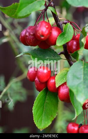 Obelisco rosso Malus, albero di mele di granchio verticale, mele rosse luminose, frutti rossi luminosi, mela di granchio fascigiate, mele di granchio rosso, mela di granchio rosso, RM Floral Foto Stock