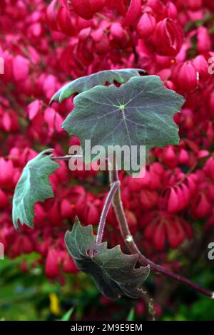 senecio cristobalensis,Roldana petasitis,velluto rosso perenne Senecio,foglia viola,foglie,fogliame,tenero perenne,euonymus elatus compacta,fuoco rosso pascato Foto Stock