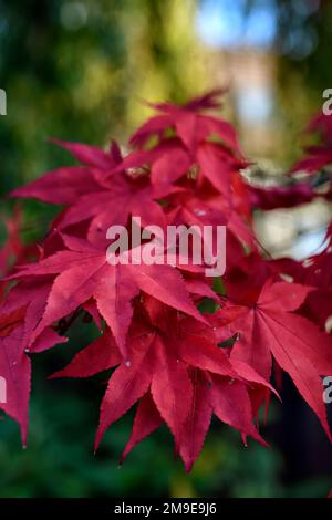 Foglie di Acer rosso scarlatto,fogliame di acer rosso scarlatto,autunno,autunno,autunno,colore,colori,acer in autunno,steli rossi,colori autunnali su acer tree,RM Floral Foto Stock