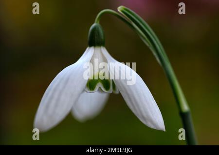 Galanthus reginae-olgae Tilebarn Jamie,Galanthus reginae-olgae subsp reginae-olgae Tilebarn Jamie,snowdrop,flower,early,white,flowers,bulbi,snowdrops, Foto Stock