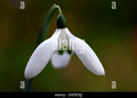 Galanthus reginae-olgae Tilebarn Jamie,Galanthus reginae-olgae subsp reginae-olgae Tilebarn Jamie,snowdrop,flower,early,white,flowers,bulbi,snowdrops, Foto Stock