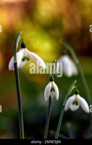 Galanthus reginae-olgae Tilebarn Jamie,Galanthus reginae-olgae subsp reginae-olgae Tilebarn Jamie,snowdrop,flower,early,white,flowers,bulbi,snowdrops, Foto Stock