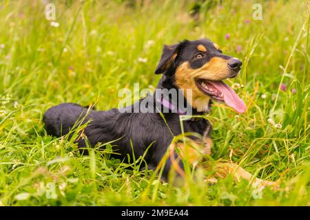 Ritratto di un cane nero e marrone seduto in primavera in un prato fiorito. Border Collie, Pitbull e Boxer Mix Puppy Dog Foto Stock