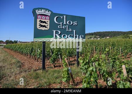 Firma a un vigneto sulla Route des Grand-Crus, Route of fine Wines, Clos de la Roche, Morey-Saint-Denis, Cote-Dor Dipartimento Foto Stock