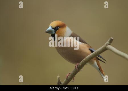 Hawfinch maschio (Coccothraustes coccothraustes) a Bad Schoenborn, Baden-Wuerttemberg, Germania Foto Stock