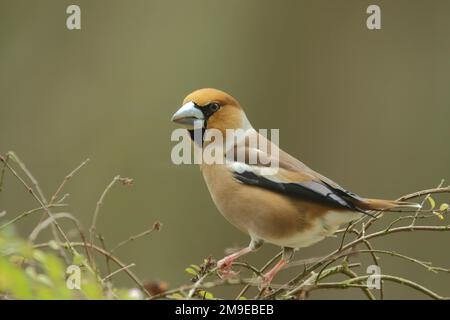 Hawfinch maschio (Coccothraustes coccothraustes) a Bad Schoenborn, Baden-Wuerttemberg, Germania Foto Stock